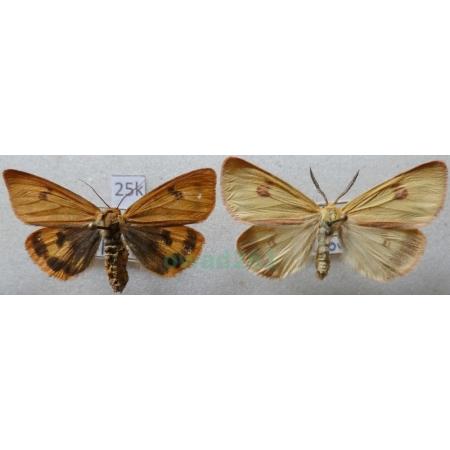 Diacrisia sannio (Linnaeus, 1758) pair Niedźwiedziówka jastrzębica Czech25k